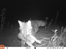 Coyote crossing under I-680