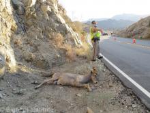 Bighorn sheep killed on California highway