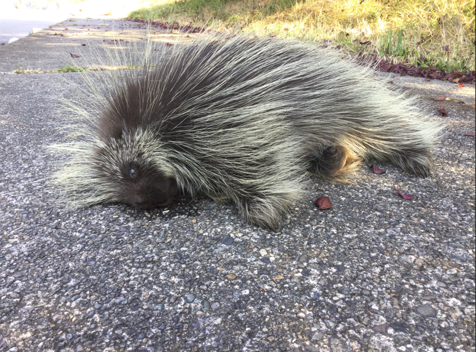Road Ecology Center 2023 Roadkill Hotspots Media