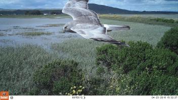 marsh hawk