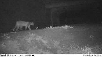Puma crossing