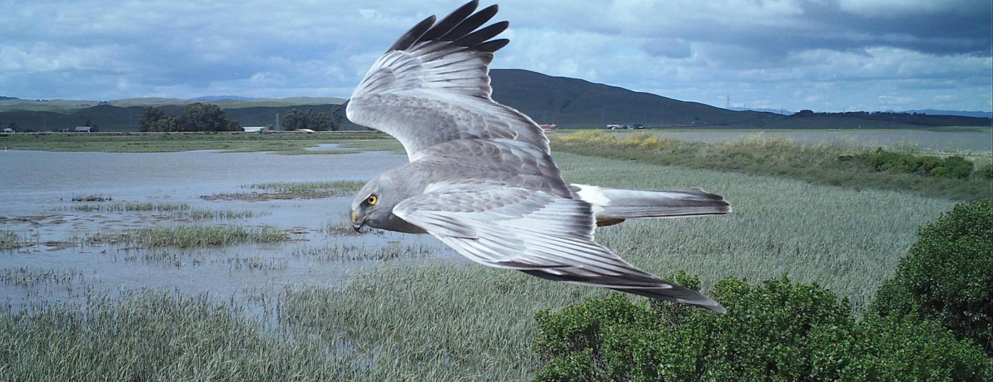 marsh hawk