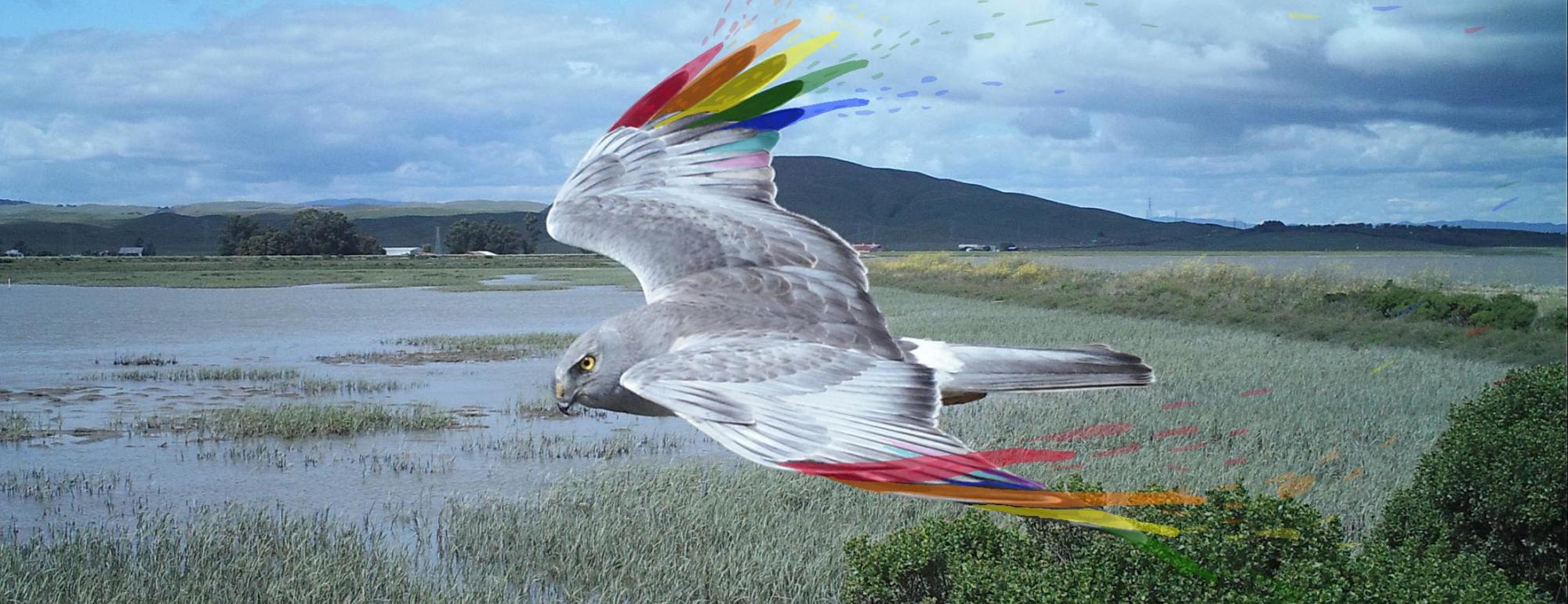 Marsh Hawk
