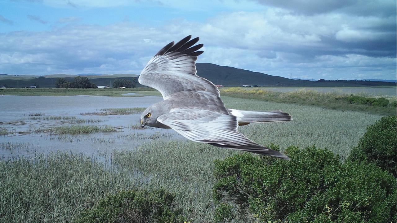 marsh hawk