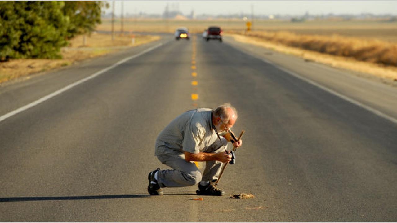Ron Ringen inspecting roadkill near Davis, CA Roadkill collection