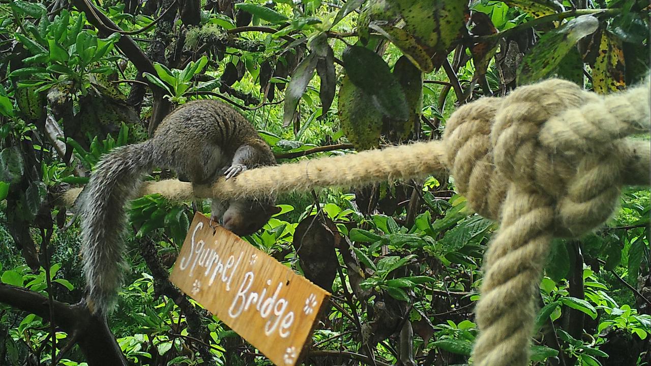 Squirrel bridge