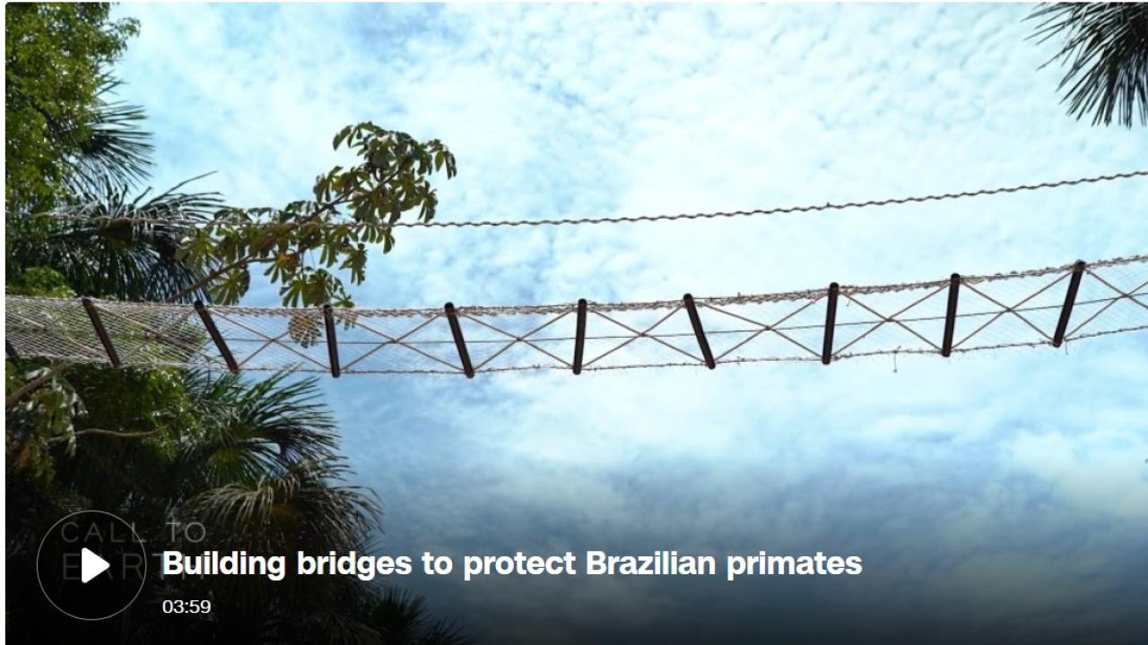 Monkeys using canopy bridge to cross road in Brazil