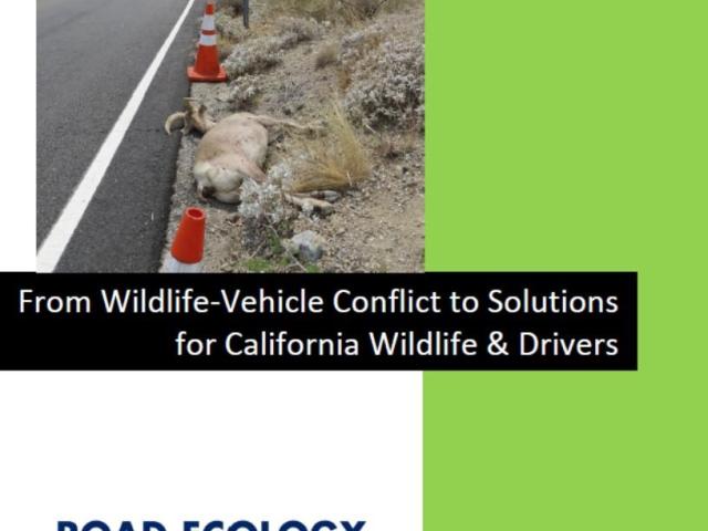 California Wildlife Vehicle Collision Hotspots 2021
