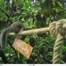 Squirrel bridge