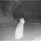 Bobcat looking through under-crossing, I-80