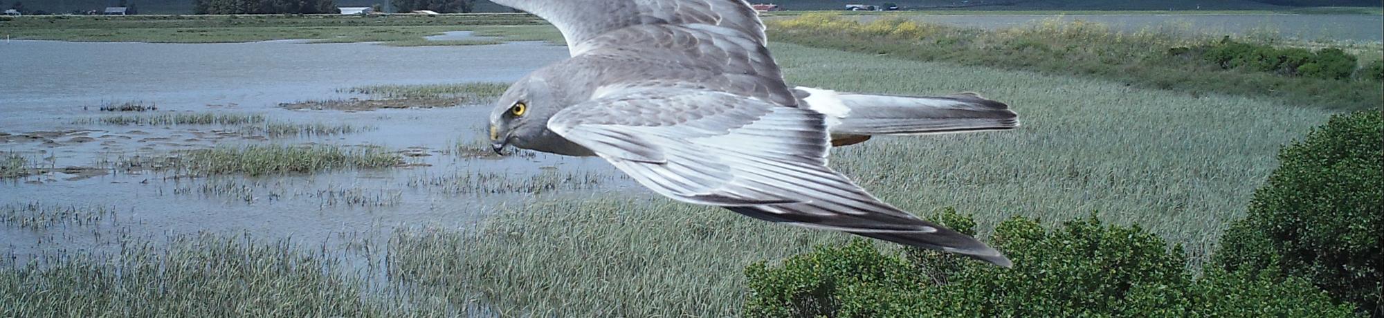 marsh hawk