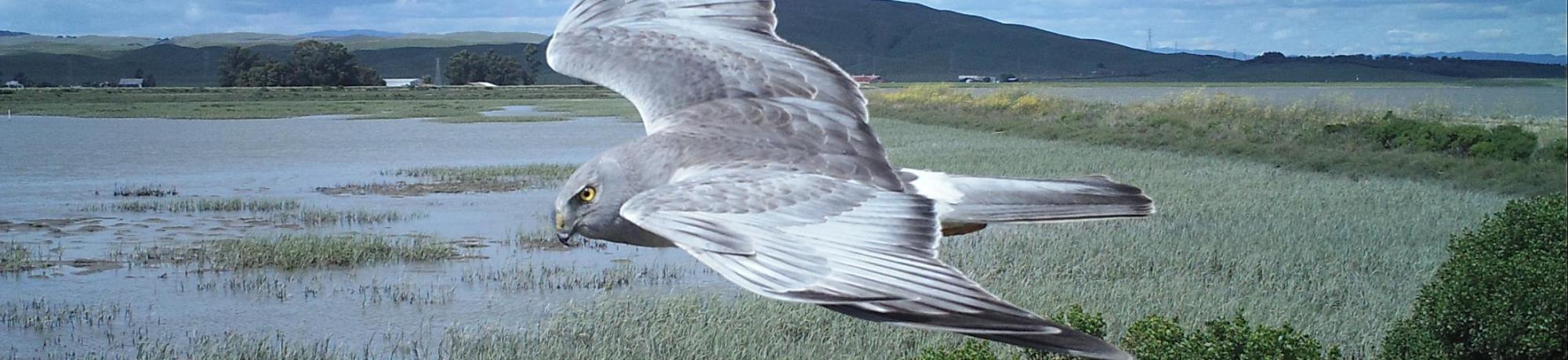 marsh hawk