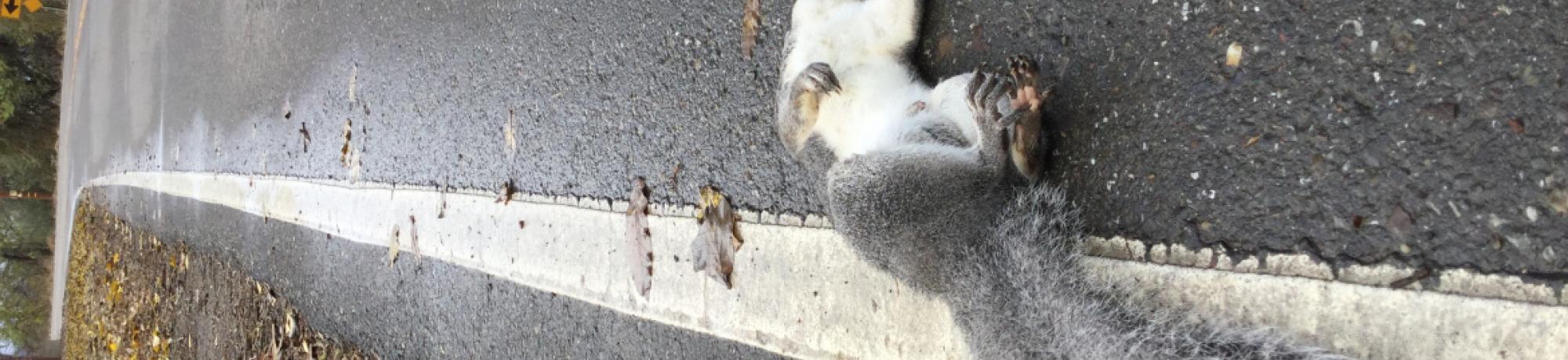 Western Gray Squirrel